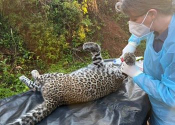 गोरखामा मृत र अर्धबेहोस चितुवा भेटियो