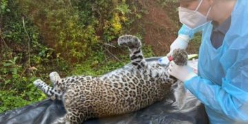 गोरखामा मृत र अर्धबेहोस चितुवा भेटियो