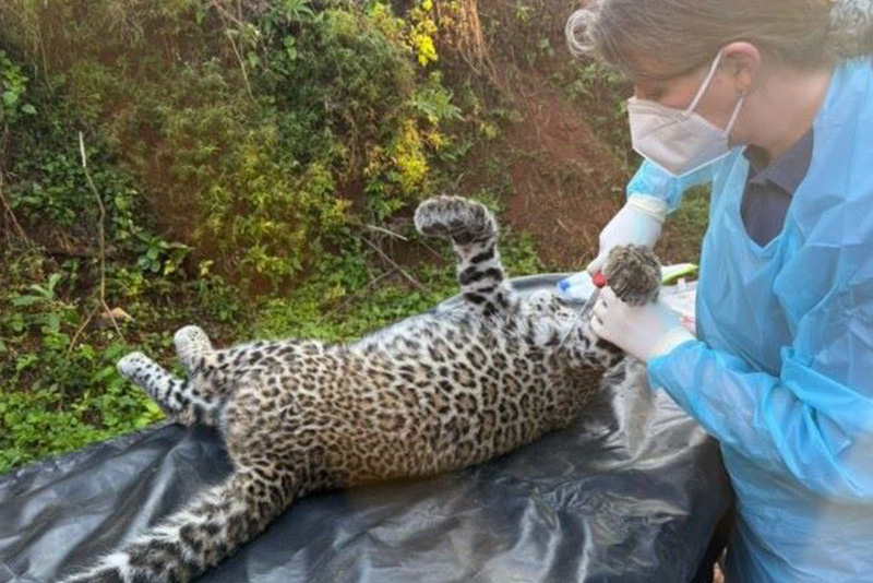 गोरखामा मृत र अर्धबेहोस चितुवा भेटियो