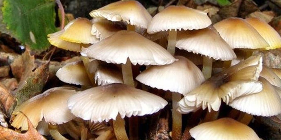 गोरखामा च्याउ खाँदा एकाघरका चार जना बिरामी