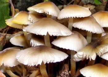 गोरखामा च्याउ खाँदा एकाघरका चार जना बिरामी