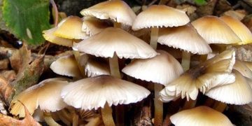 गोरखामा च्याउ खाँदा एकाघरका चार जना बिरामी